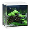 Beginner’s Guide to Growing Aquatic Plants: A Simple Start to a Lush Aquarium