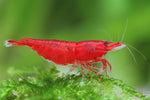 Neocaridina Shrimp Care Guide: A Beginner’s Guide to Happy, Healthy Shrimp