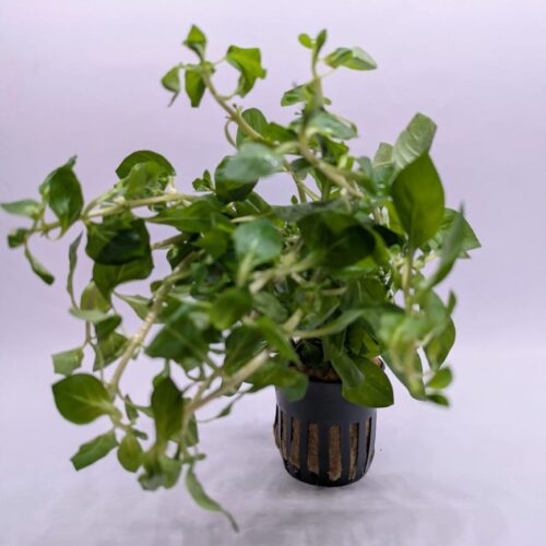 Alternanthera Species 'Green' Lush Foliage for Balanced Aquascapes