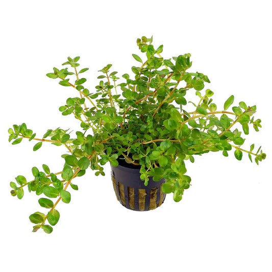 Alternanthera Species 'Green' Lush Foliage for Balanced Aquascapes