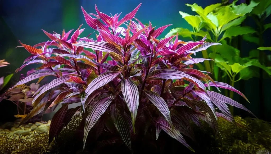 Alternanthera Species 'Green' Lush Foliage for Balanced Aquascapes