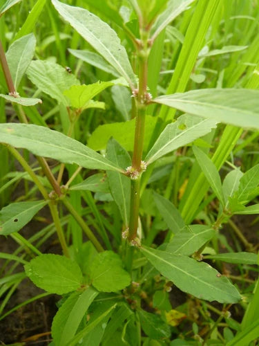 Alternanthera Sessilis – The Lush Green Stem of Elegance