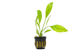 Aquatic Amazon Sword Aquarium Plant (Assorted)