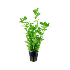 Bacopa Amplexicaulis Fast Growing Background Plant