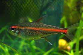 Glowlight Tetra A Glowing Gem for Your Freshwater Aquarium