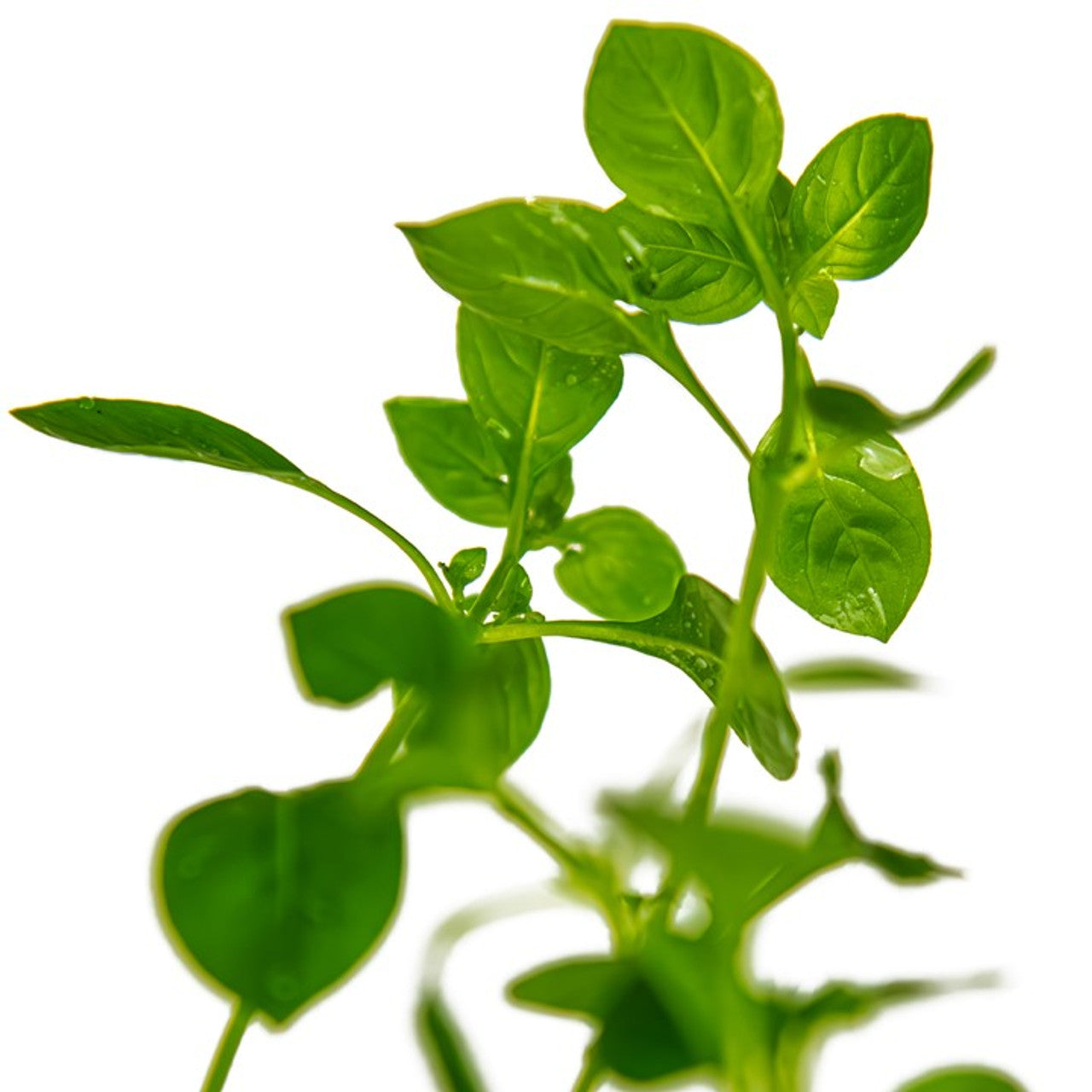 Ludwigia palustris 'Green' - Vibrant Aquarium Stem Plant