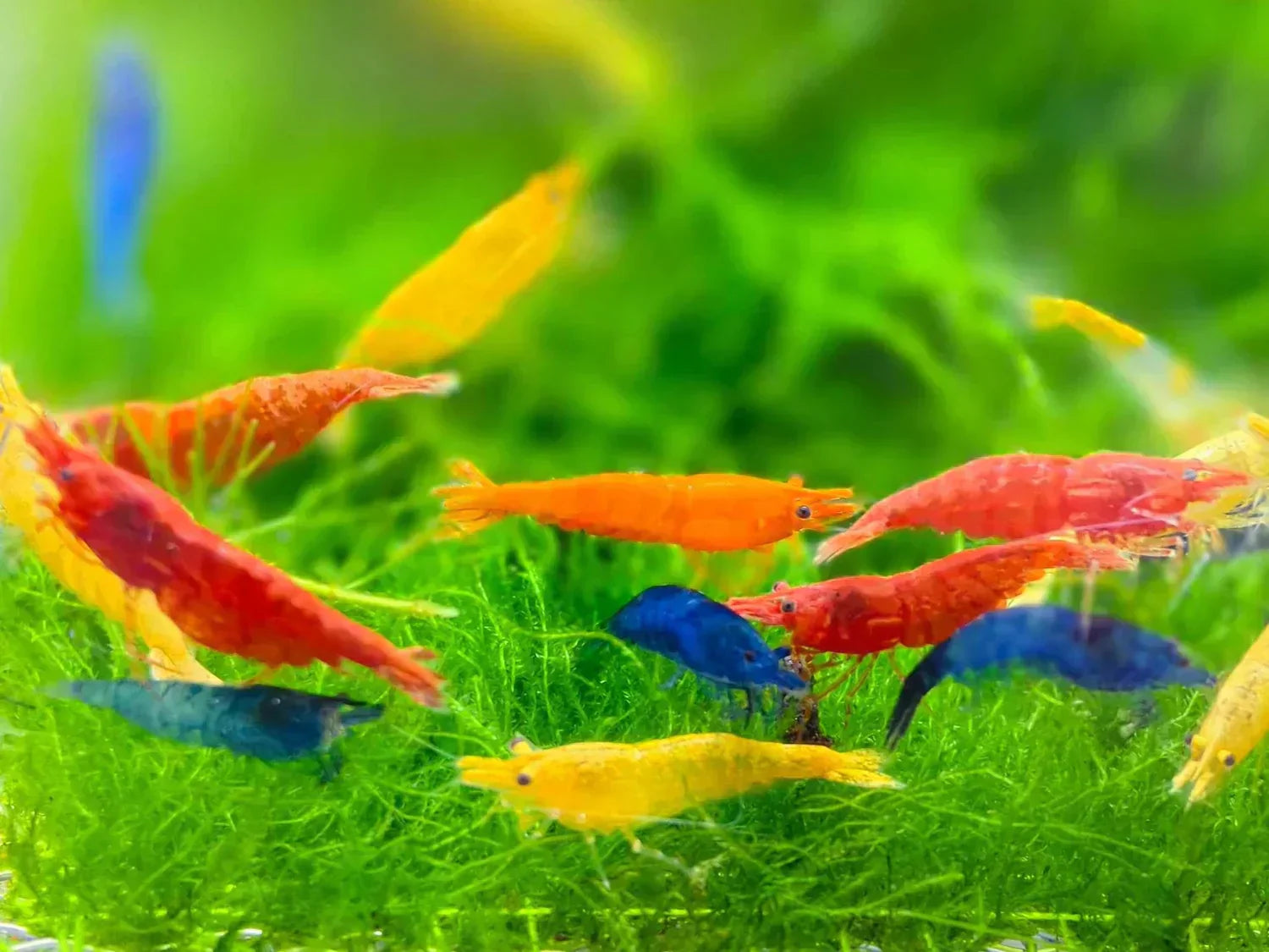 Neocaridina Shrimp: Why They’re a Great Addition to Your Aquarium