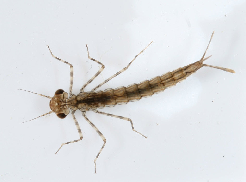 Our Take On Damselfly Larvae in Aquariums: A Hidden Threat to Your Shrimp