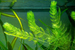 Best Plants for Shrimp Tanks (And Why They Matter)