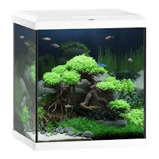 Beginner’s Guide to Growing Aquatic Plants: A Simple Start to a Lush Aquarium