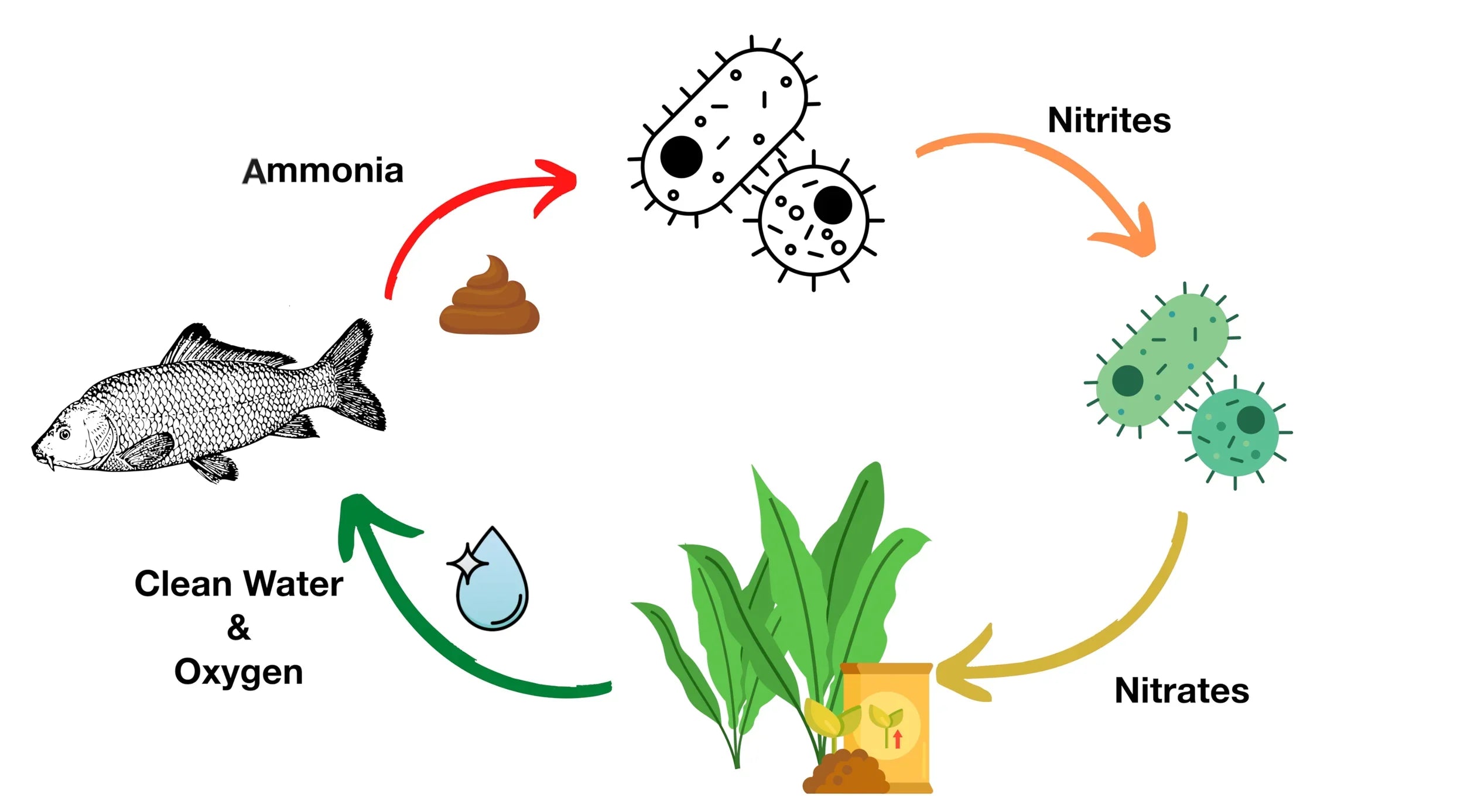 Aquarium Cycling Explained: Why It Matters and How to Do It Properly