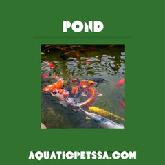 Collection image for: Pond