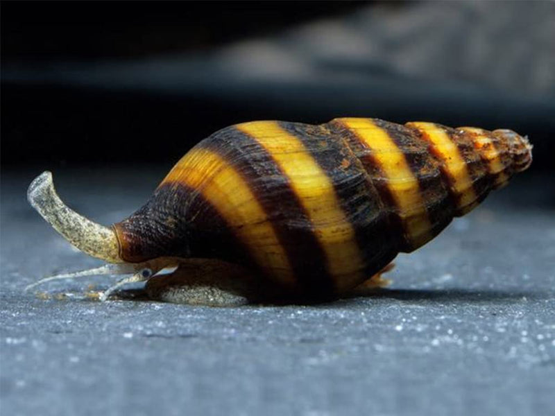 Snails