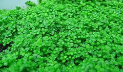 Collection image for: Carpeting Plants