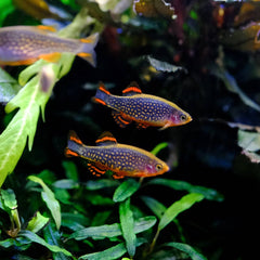 Collection image for: Danios