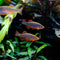 Danios