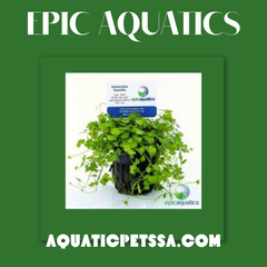 Collection image for: Epic Aquatics