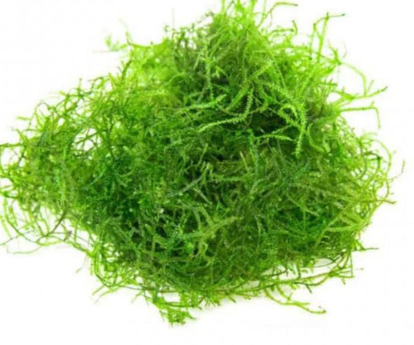 Mosses – Aquatic Pets SA