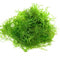 Mosses