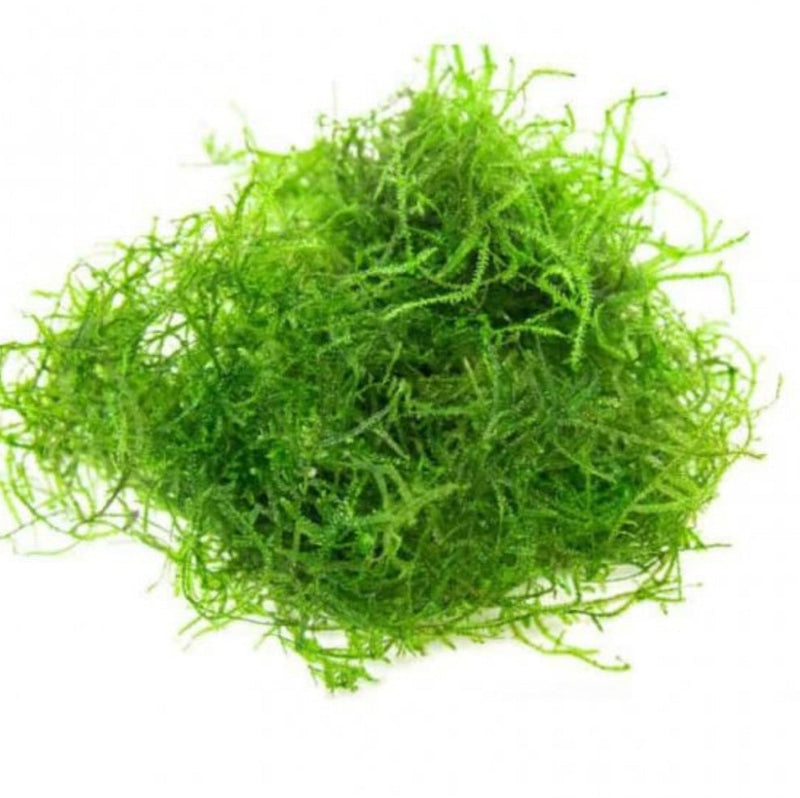 Mosses