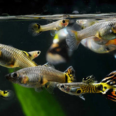 Collection image for: Livebearers