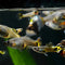 Livebearers