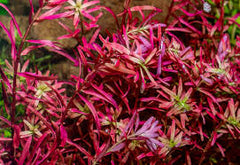 Collection image for: Stem Plants