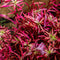 Stem Plants