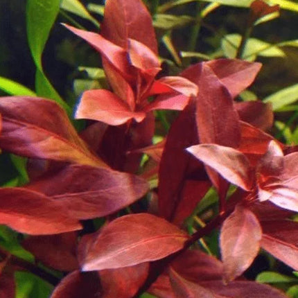 Ludwigia Repens Rich Red Colour for a Vibrant Aquascape