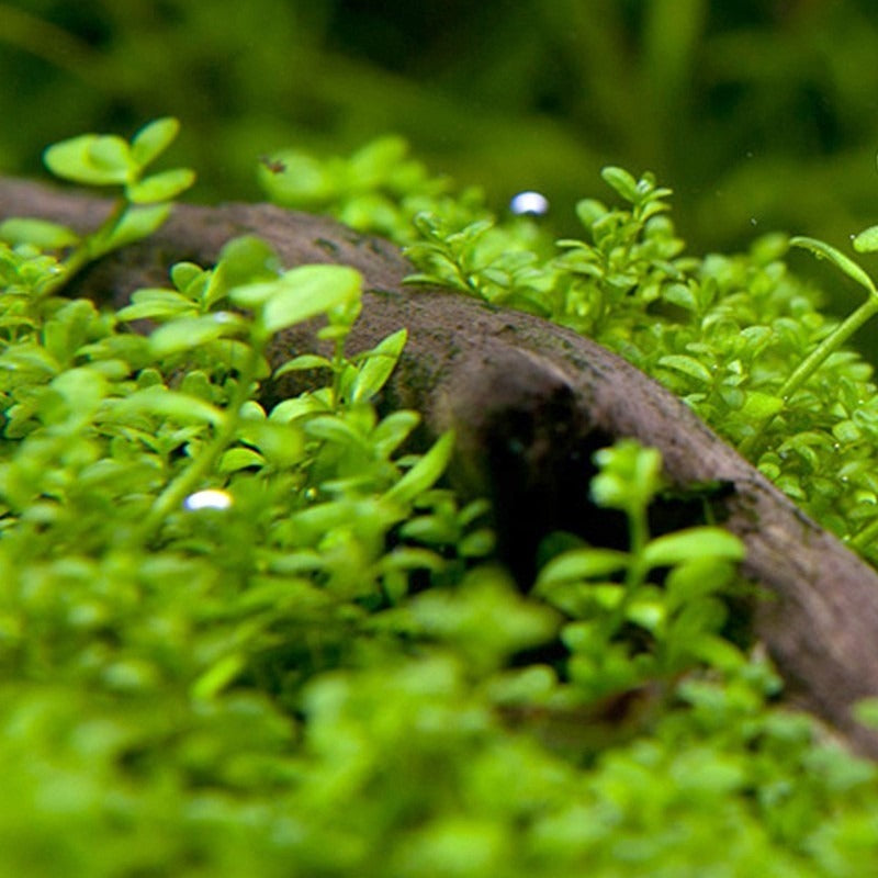 Hemianthus Micranthemum Monte Carlo