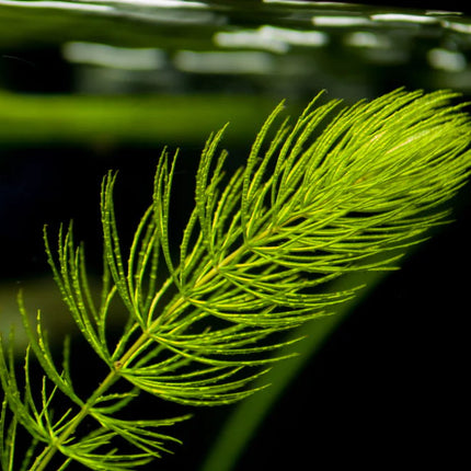 Hornwort (Guppy Grass) – 200mm Strand