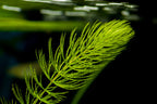 Hornwort (Guppy Grass) – 200mm Strand