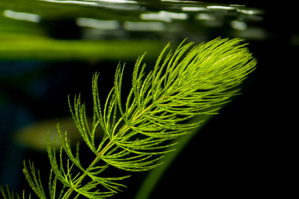 Hornwort (Guppy Grass) – 200mm Strand