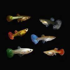 Healthy Female Fancy Guppy – Ideal for Breeding