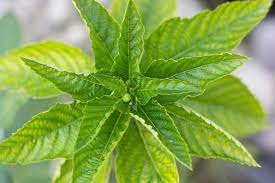 Adenostemma Viscosum (Sticky Daisy)  Rare Beauty for the Foreground or Midground