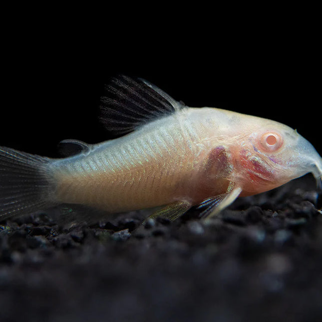 Albino Corydoras Catfish (Corydoras aeneus) Peaceful Bottom Dweller