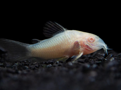 Albino Corydoras Catfish (Corydoras aeneus) Peaceful Bottom Dweller