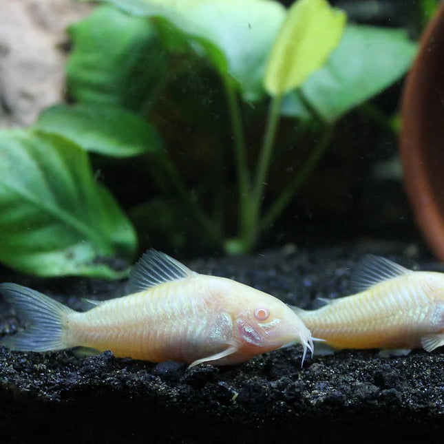 Albino Corydoras Catfish (Corydoras aeneus) Peaceful Bottom Dweller