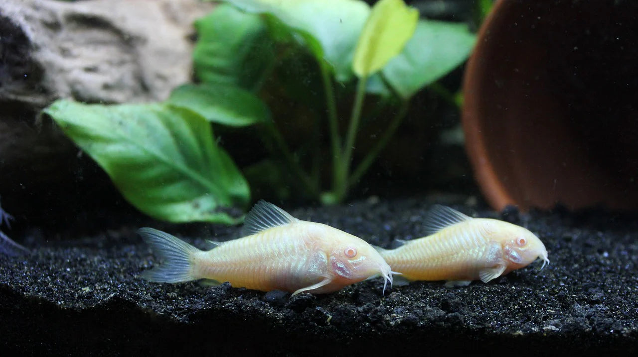 Albino Corydoras Catfish (Corydoras aeneus) Peaceful Bottom Dweller