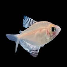 Albino Widow Tetra  A Striking Beauty for Your Aquarium