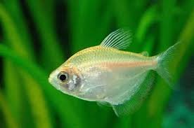 Albino Widow Tetra  A Striking Beauty for Your Aquarium