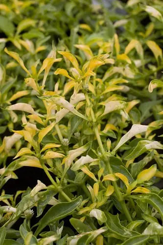 The Premium Green Stem of the Alternanthera Species(Sold in Stem)