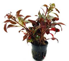 Alternanthera Sessilis Striking Red Accent Aquarium Plant