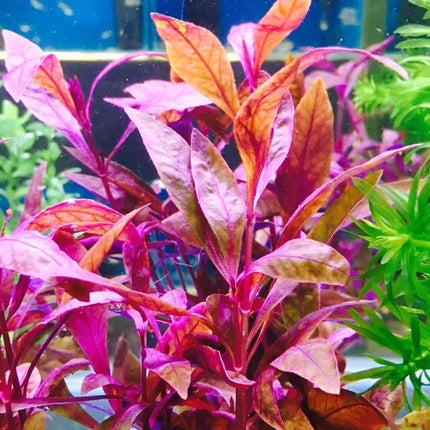 Alternanthera Sessilis Striking Red Accent Aquarium Plant