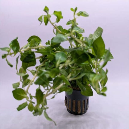 Alternanthera Species 'Green' Lush Foliage for Balanced Aquascapes