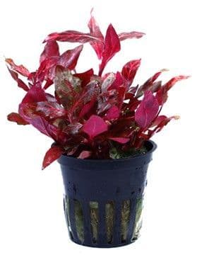 Alternanthera Versicolor  Multi Toned Beauty for Advanced Aquascapes