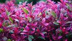 Alternanthera Versicolor  Multi Toned Beauty for Advanced Aquascapes