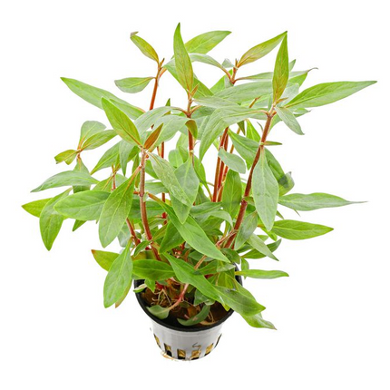 Alternanthera reineckii ‘Mini’ – Epic Aquatics
