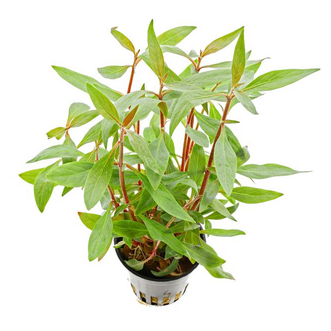Alternanthera reineckii ‘Mini’ – Epic Aquatics
