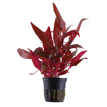 Alternanthera reineckii “Rosanervig” – Epic Aquatics